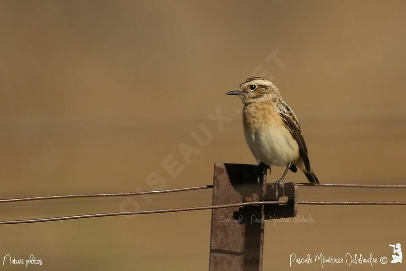 Whinchat female