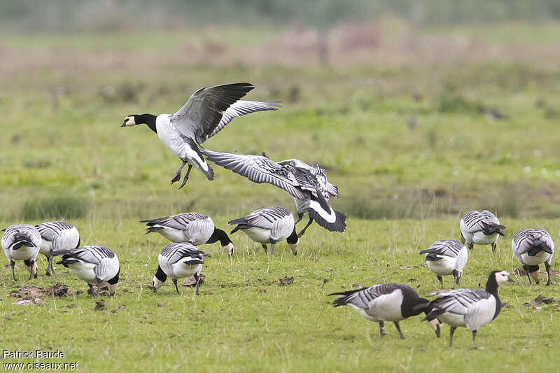 Barnacle Goose, Flight, eats