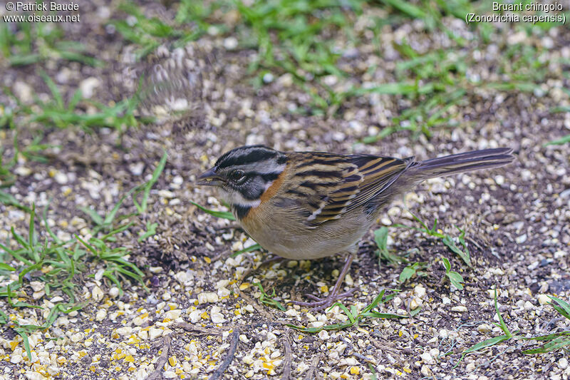 Rufous-collared Sparrowadult, identification