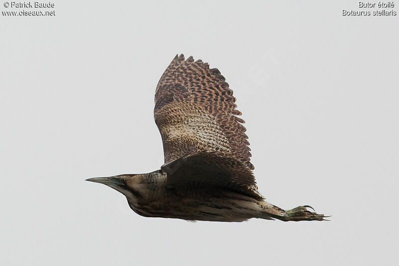 Eurasian Bitternadult, Flight