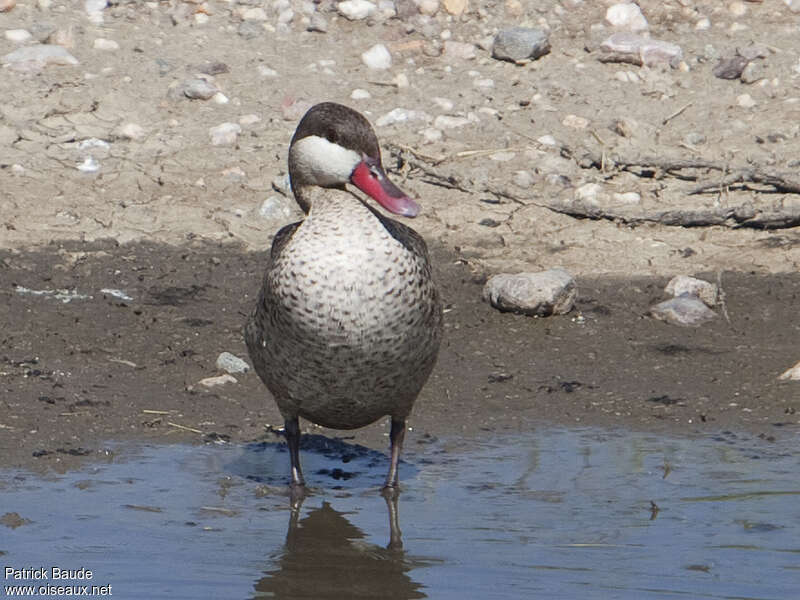 Red-billed Teal male adult, close-up portrait