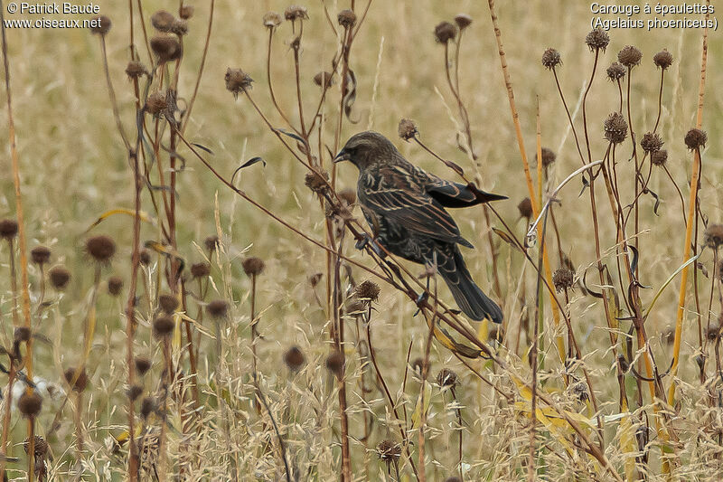 Red-winged Blackbird female adult