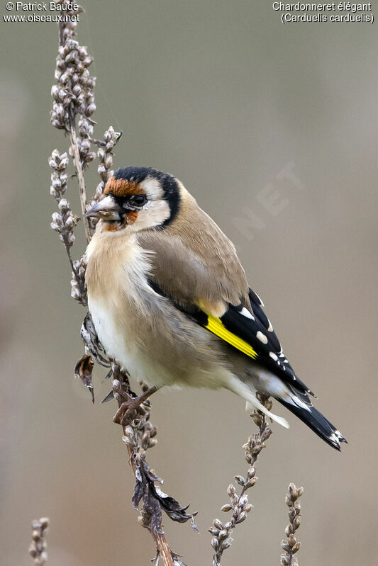 European Goldfinch female adult, identification