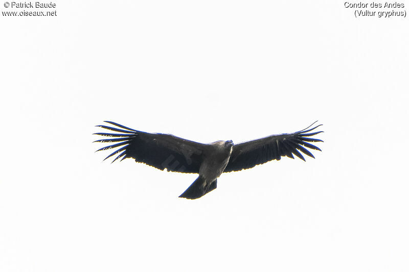 Condor des Andesadulte