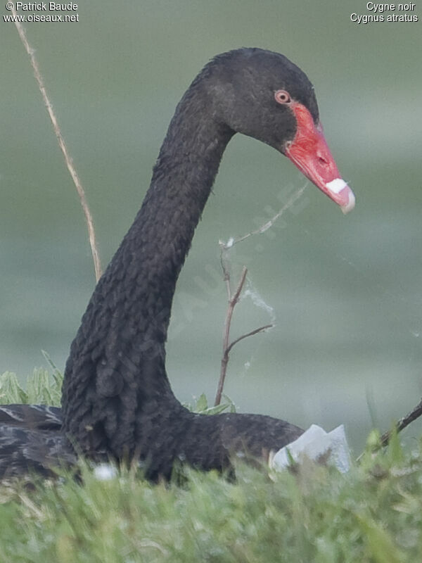 Black Swan female adult, identification