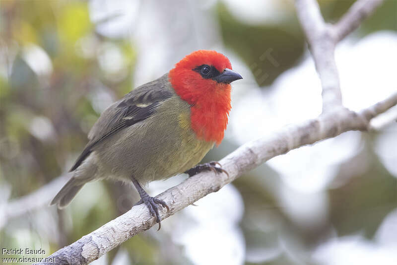 Mauritius Fody male adult, identification