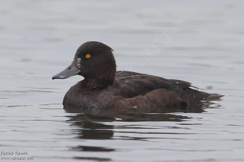 Tufted Duck female Second year, identification