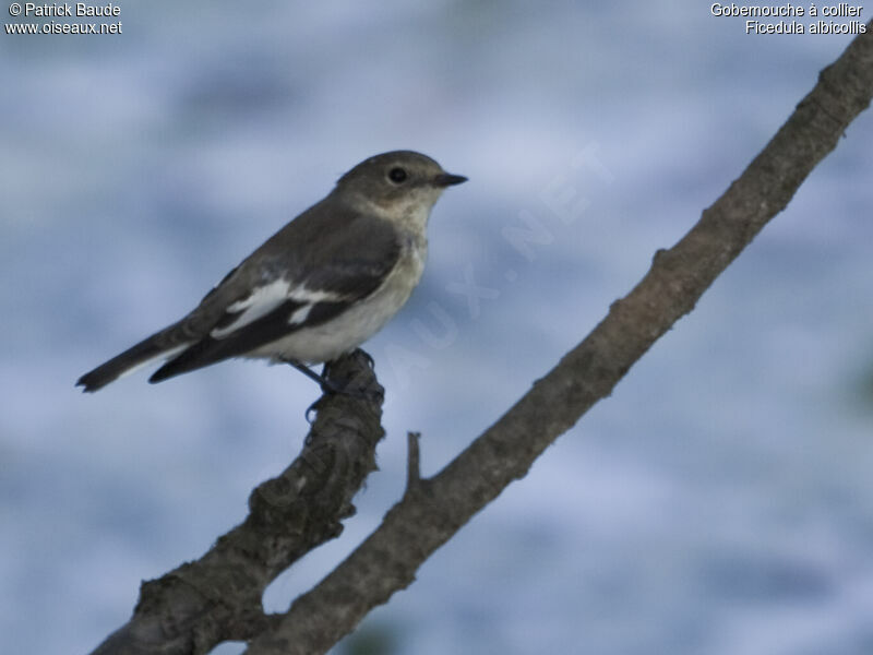 Collared Flycatcher female adult, identification