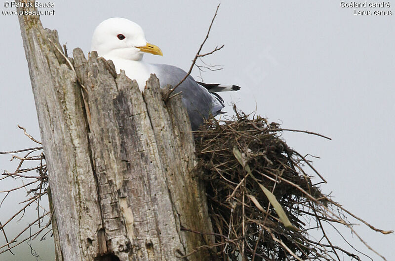 Mew Gull, Reproduction-nesting