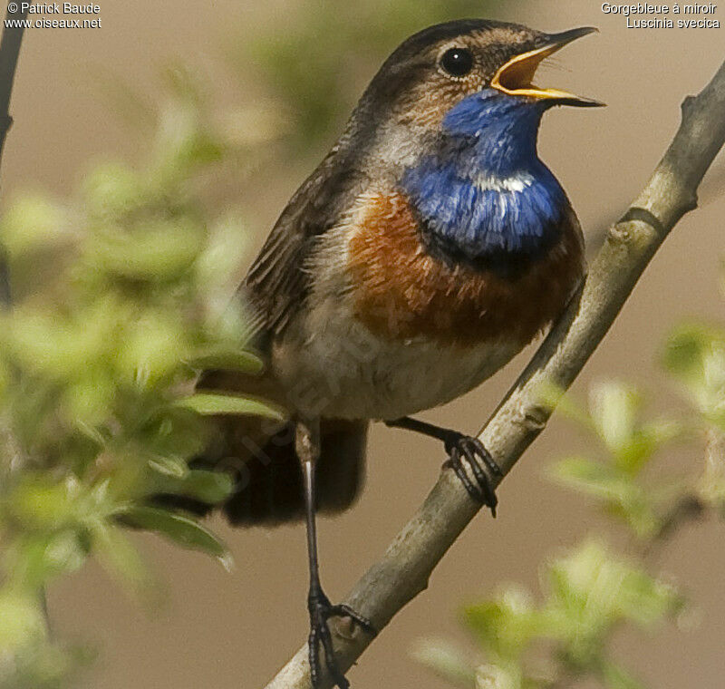 Bluethroat male, identification