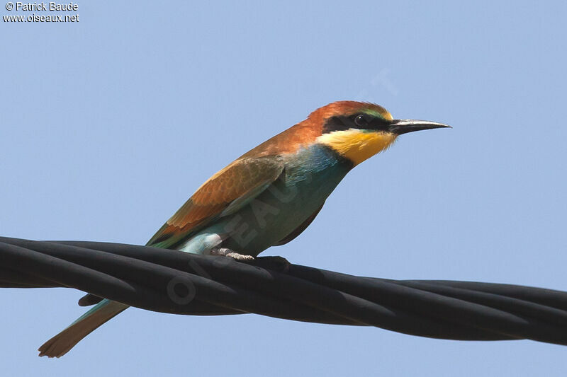 European Bee-eater male, identification