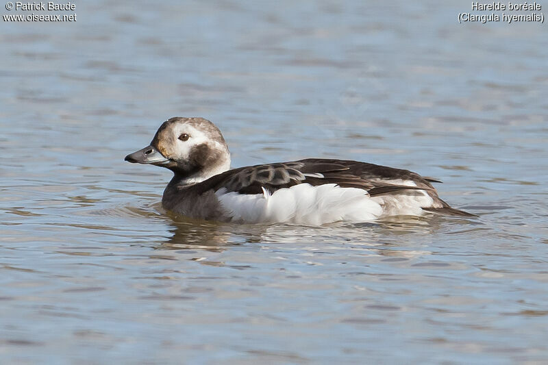 Long-tailed Duck female adult, identification