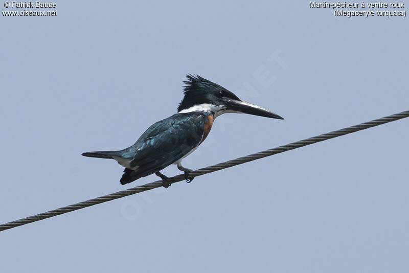 Ringed Kingfisher male adult, identification