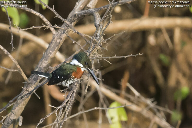 Amazon Kingfisher male adult, identification