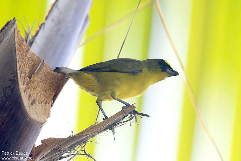 Yellow-crowned Euphonia male adult