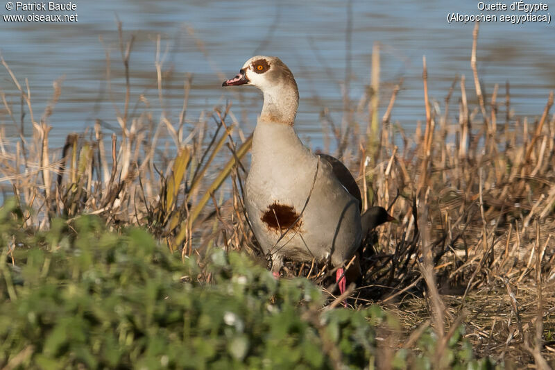 Egyptian Goose, identification