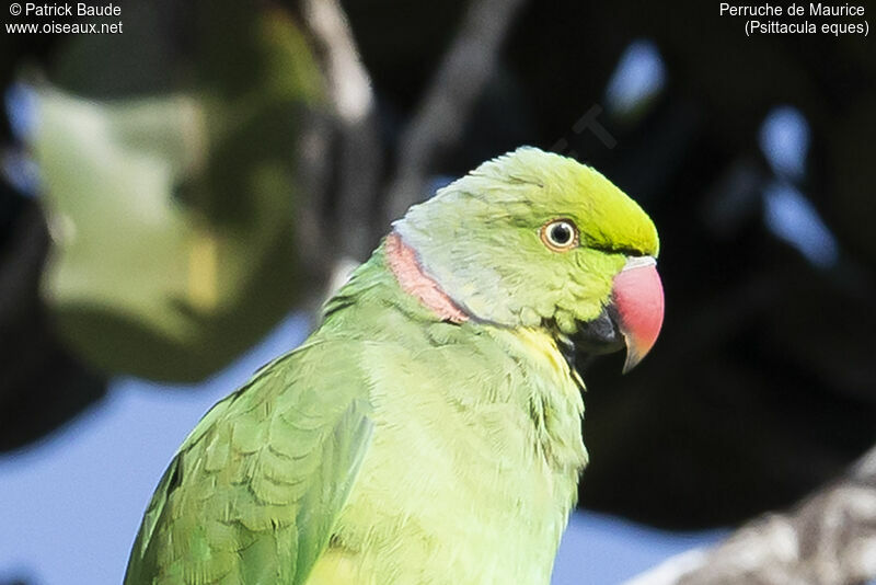 Echo Parakeet male adult, close-up portrait
