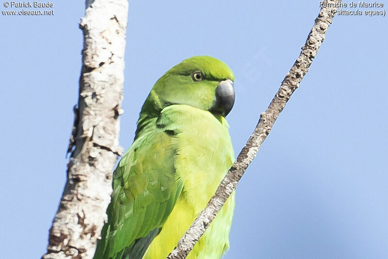 Echo Parakeet female adult