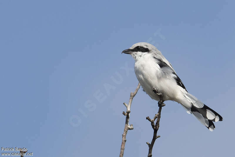 Great Grey Shrike male adult, moulting