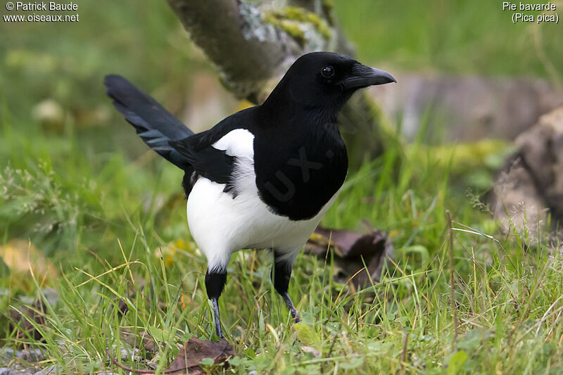 Eurasian Magpie male adult, identification