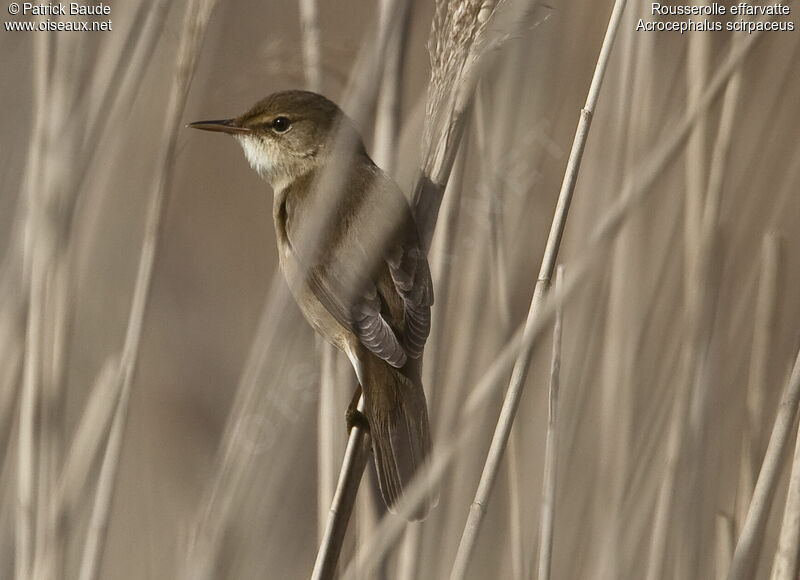 Common Reed Warbler, identification
