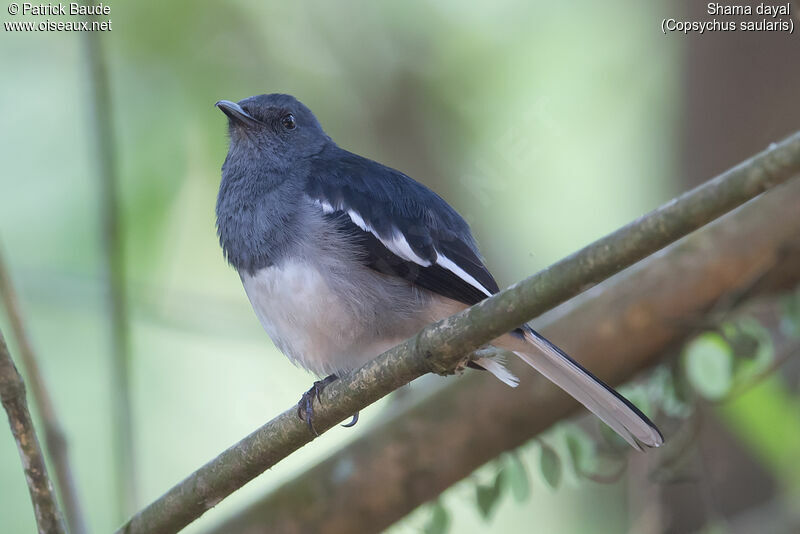 Oriental Magpie-Robinadult, identification