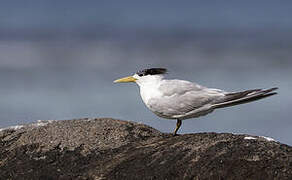 Greater Crested Tern