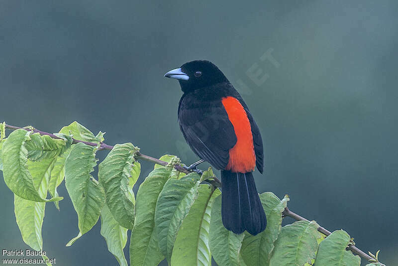 Scarlet-rumped Tanager (costaricensis) male adult, pigmentation