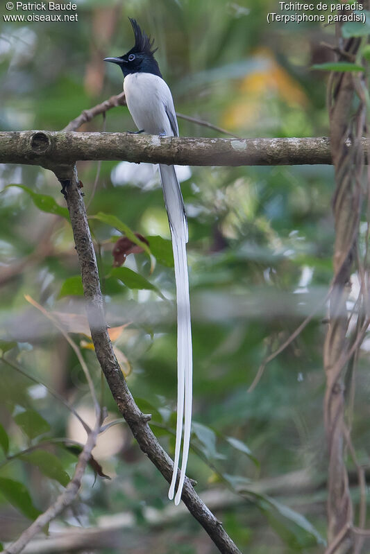 Indian Paradise Flycatcher male adult, identification