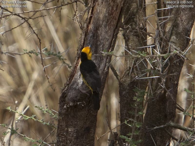 Black-necked Weaver male adult, identification