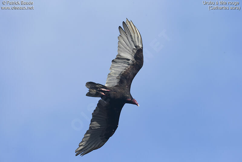 Turkey Vultureadult, identification