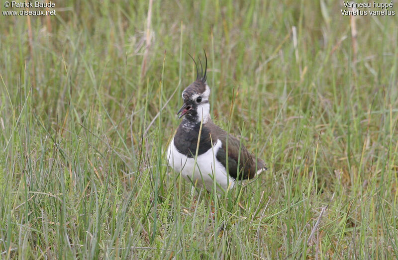 Northern Lapwing male