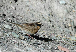 Black-throated Accentor