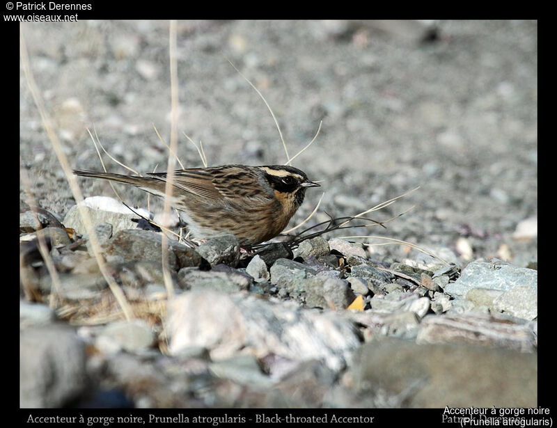 Black-throated Accentor, identification
