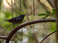 Band-tailed Antbird