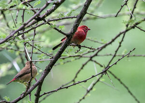 Red-billed Firefinch