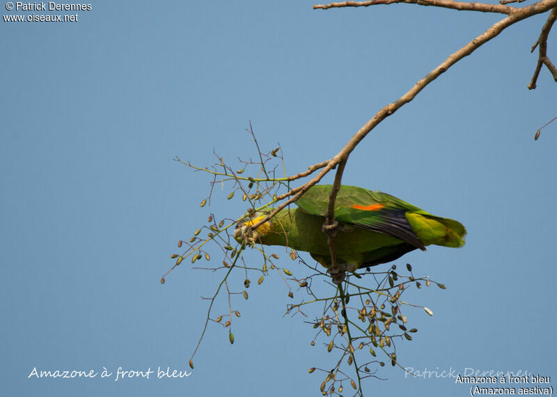 Turquoise-fronted Amazon, identification, habitat, feeding habits, eats