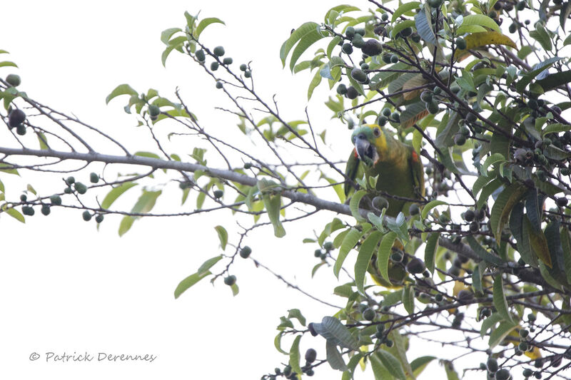 Turquoise-fronted Amazon, identification, habitat, feeding habits, eats