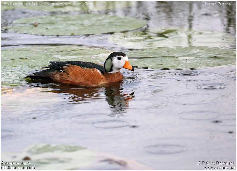 African Pygmy Goose male, identification