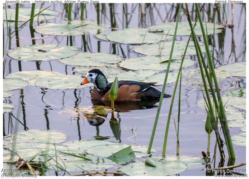 African Pygmy Goose male adult, identification