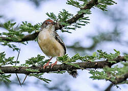 Red-fronted Warbler