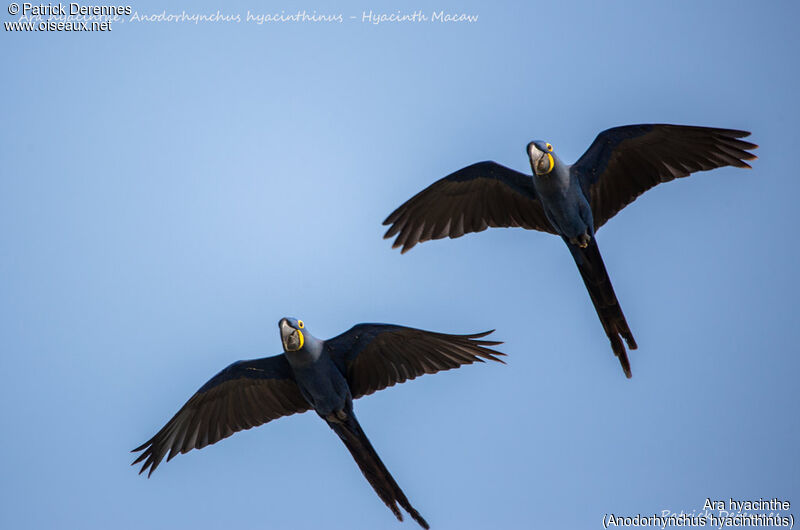 Hyacinth Macaw, Flight