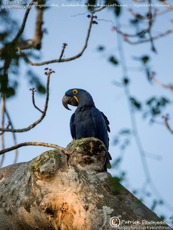 Hyacinth Macaw, identification, habitat