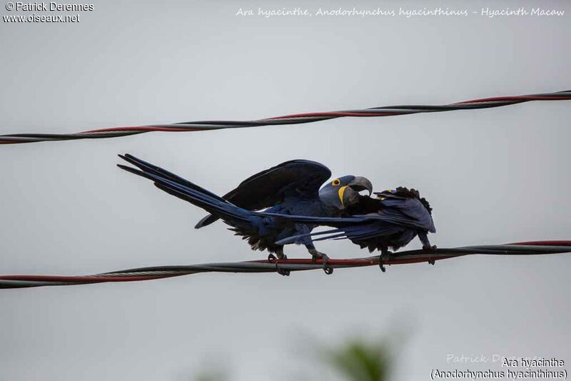 Hyacinth Macaw, identification