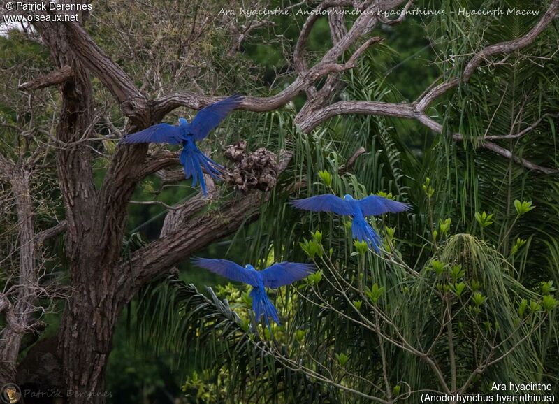 Hyacinth Macaw, identification, habitat, Flight