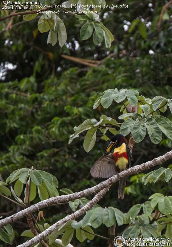 Chestnut-eared Aracari, identification, habitat