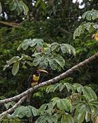 Chestnut-eared Aracari