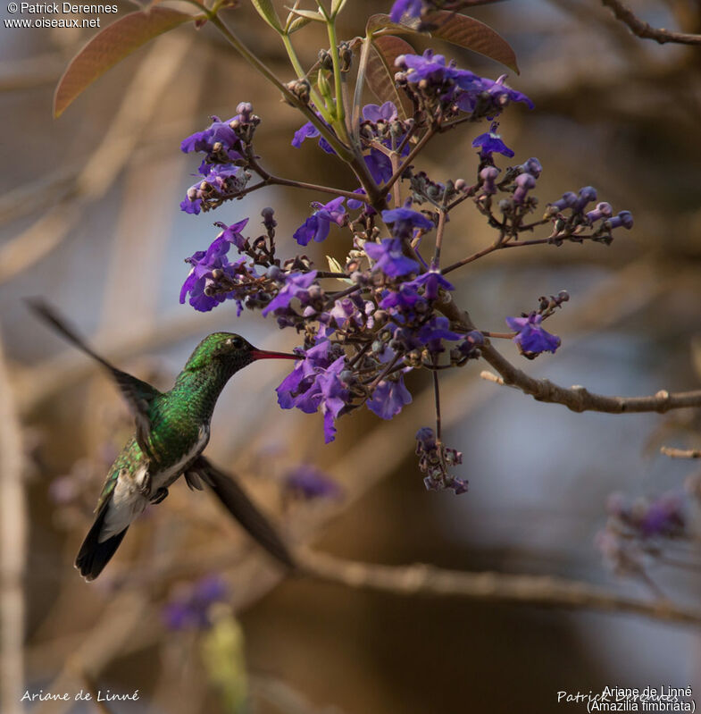 Glittering-throated Emerald, identification, habitat, Flight, feeding habits, eats