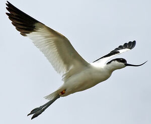 Pied Avocet