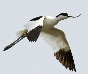 Pied Avocet